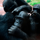 Chimpanzees will often have a sort of greeting precede actions like grooming or playing.